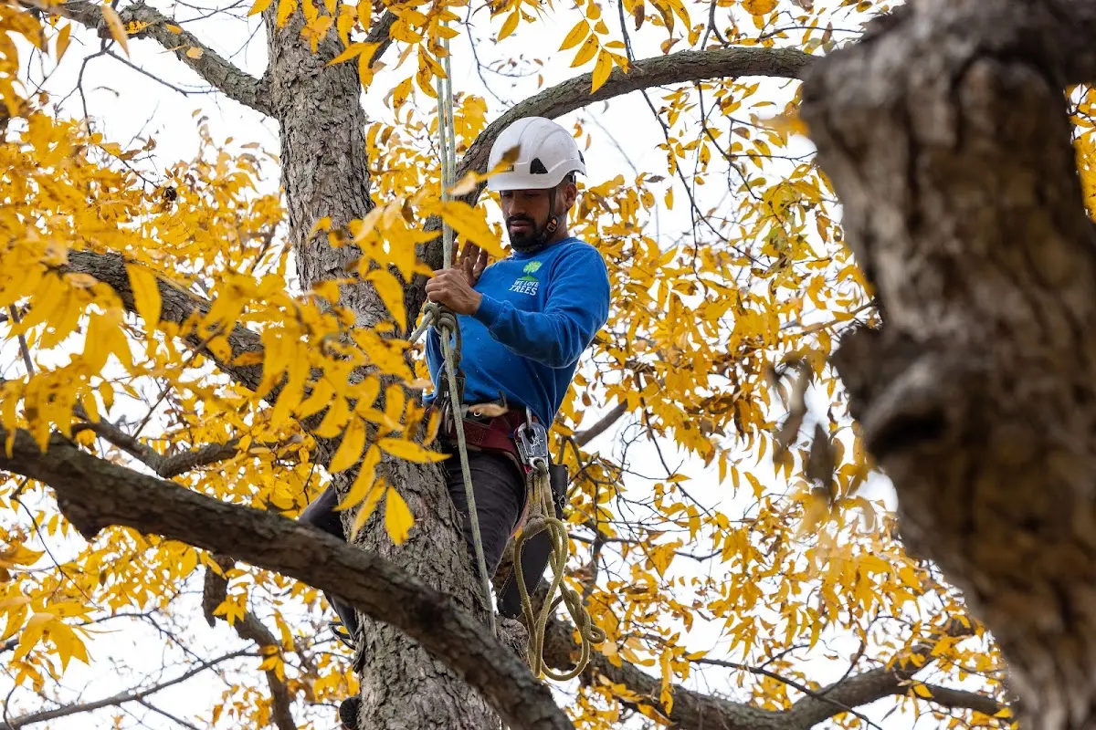 Skilled Storm Damage Cleanup crew working in Holloway